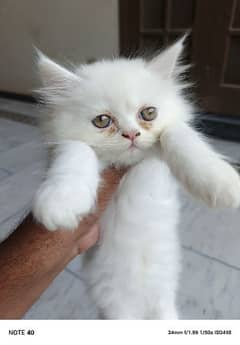 Male Persian kittens 0