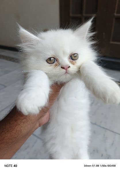 Male Persian kittens 0