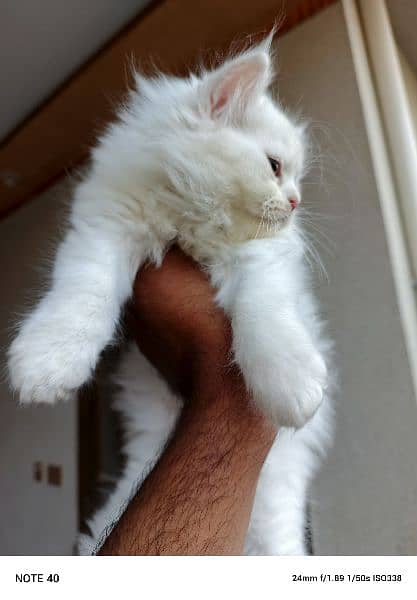 Male Persian kittens 1