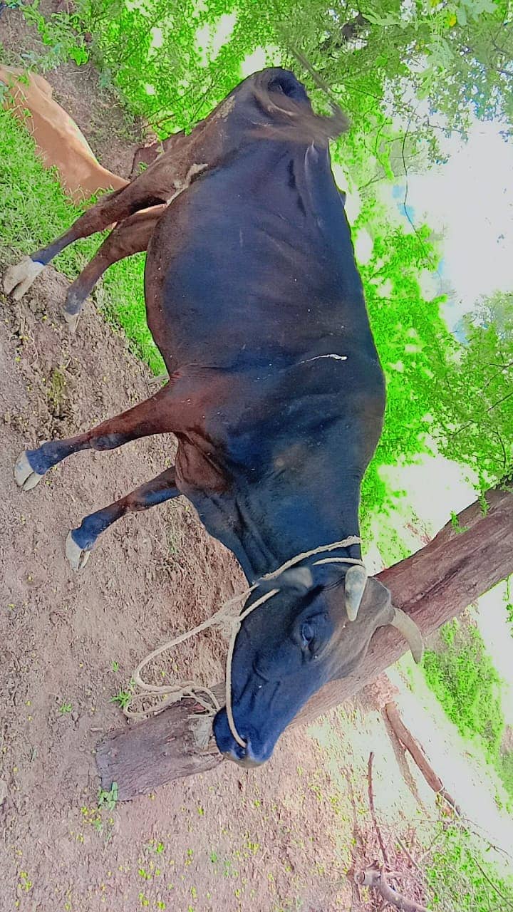 Cow tiyar 0