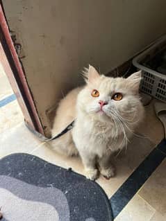 Persian Male Cat