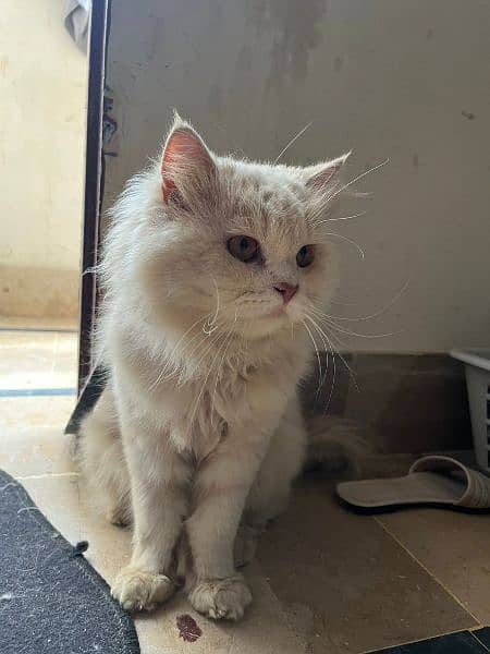 Persian Male Cat 1