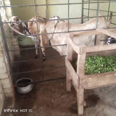 maki chena breedar not 4r sale