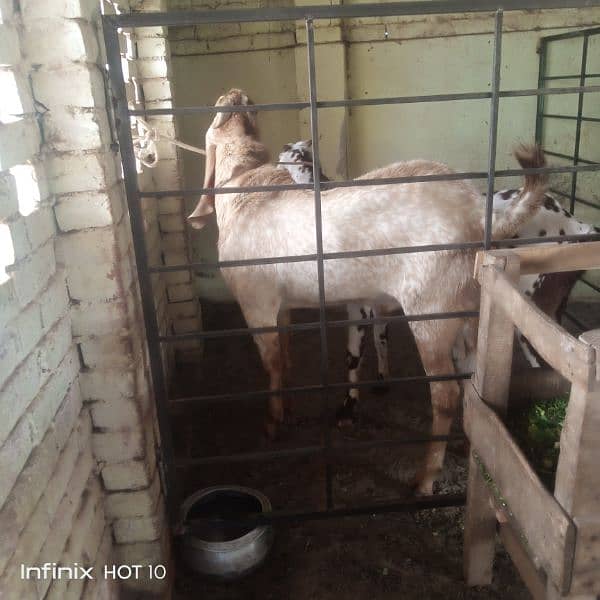 maki chena breedar not 4r sale 5