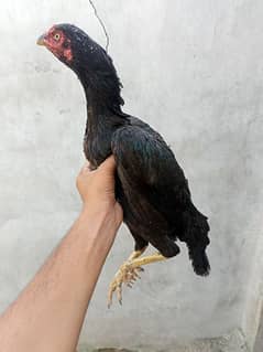 black premium quality female 0