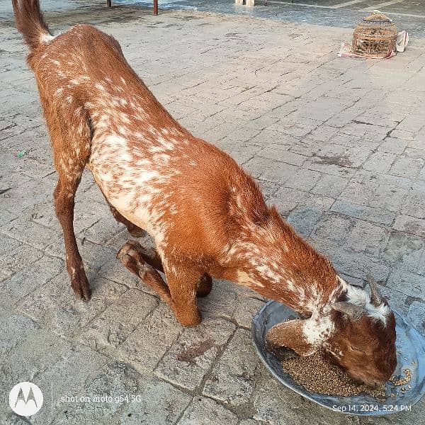 Bakra Next Qurbani k liay 1