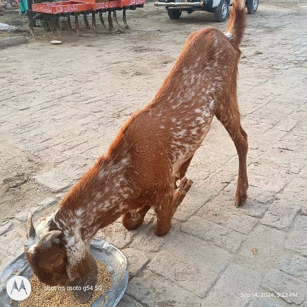 Bakra Next Qurbani k liay 2