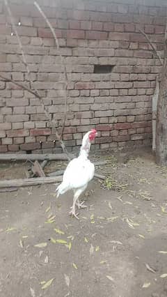 white aseel lakha jawa home breed 0