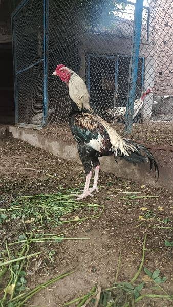 white aseel lakha jawa home breed 7