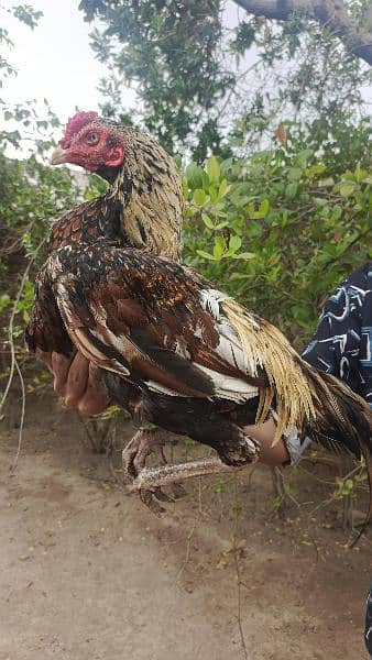 white aseel lakha jawa home breed 10