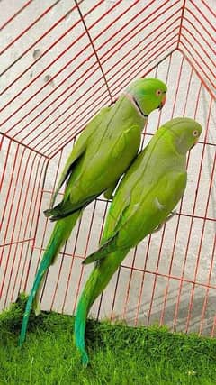 parrot for sale/breeder pair