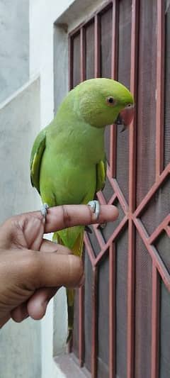 1 year female, talking parrot,