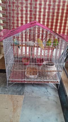 parrots with cage