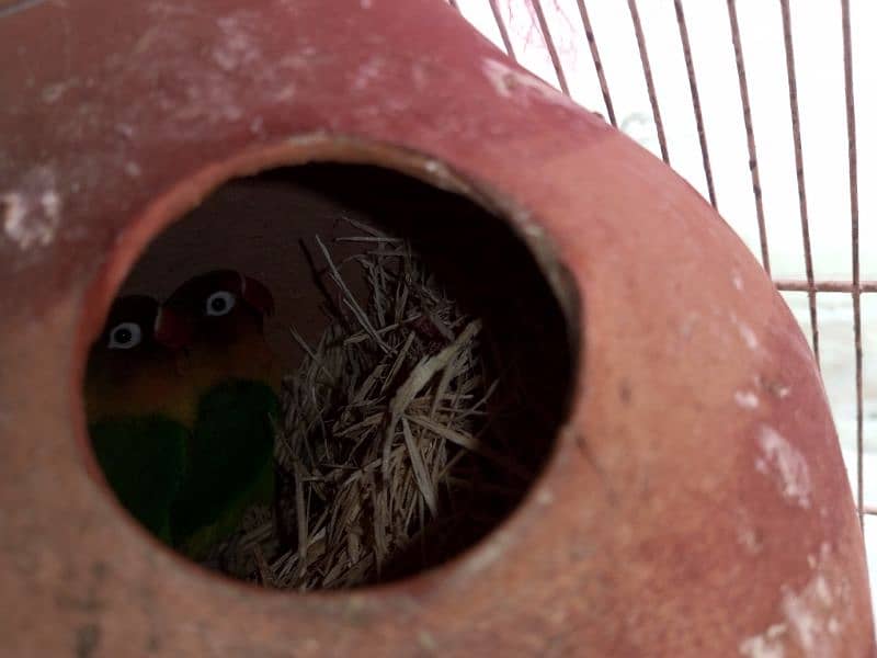 fisher parrot healthy and active 3