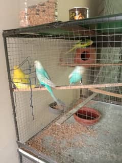 one homoromo female and simple  green male andpair blue adults breeder