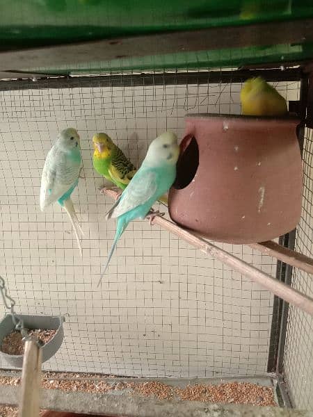 one homoromo female and simple  green male andpair blue adults breeder 4