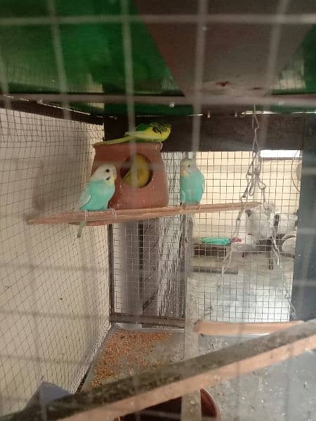 one homoromo female and simple  green male andpair blue adults breeder 6