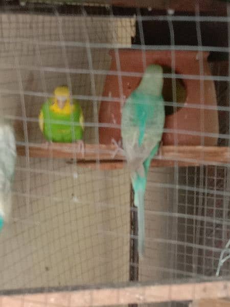 one homoromo female and simple  green male andpair blue adults breeder 7