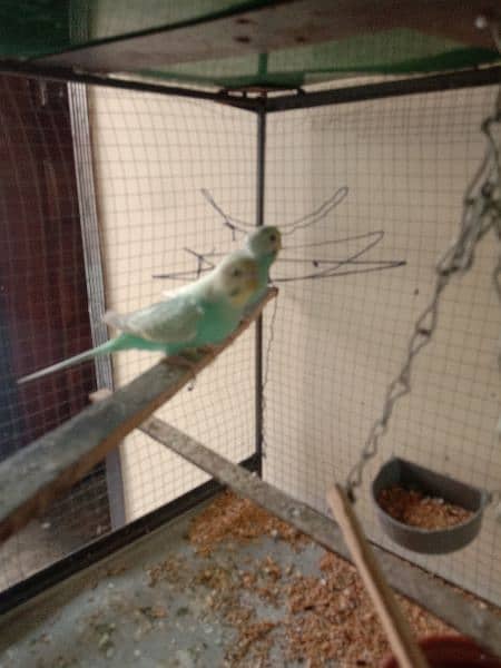 one homoromo female and simple  green male andpair blue adults breeder 8