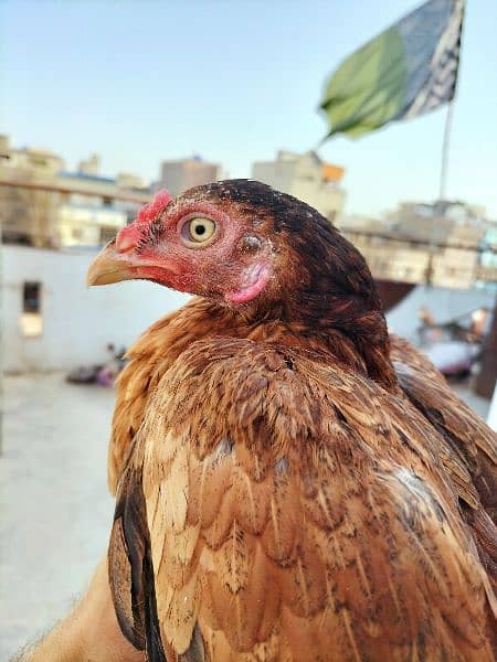 coco aseel, mushka aseel, mianwali aseel and coco aseel chicks 1