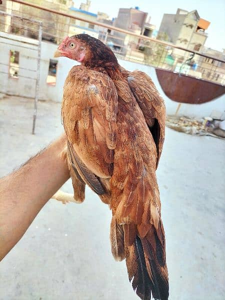 coco aseel, mushka aseel, mianwali aseel and coco aseel chicks 2