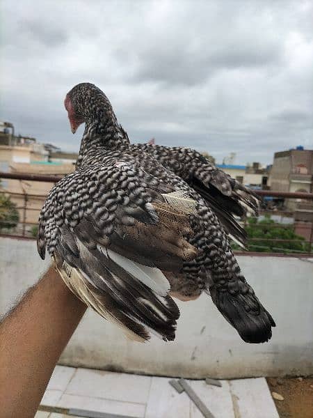 coco aseel, mushka aseel, mianwali aseel and coco aseel chicks 4