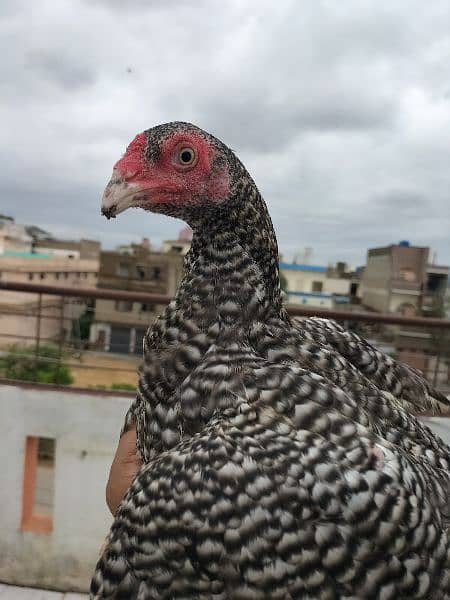 coco aseel, mushka aseel, mianwali aseel and coco aseel chicks 5