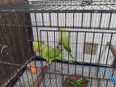 Hand Tamed Talking Parrot