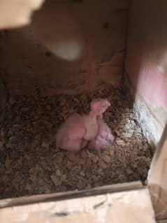 cocktail eno red eye ha 4 chicks for sale each price 2000 0