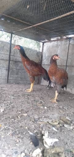 Aseel pair urgent sell 0