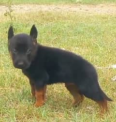 Garman Shepherd male available for sale