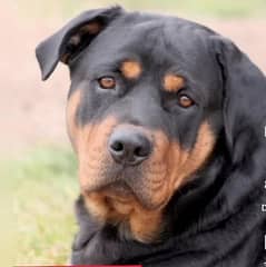 rottweiler male dog 0