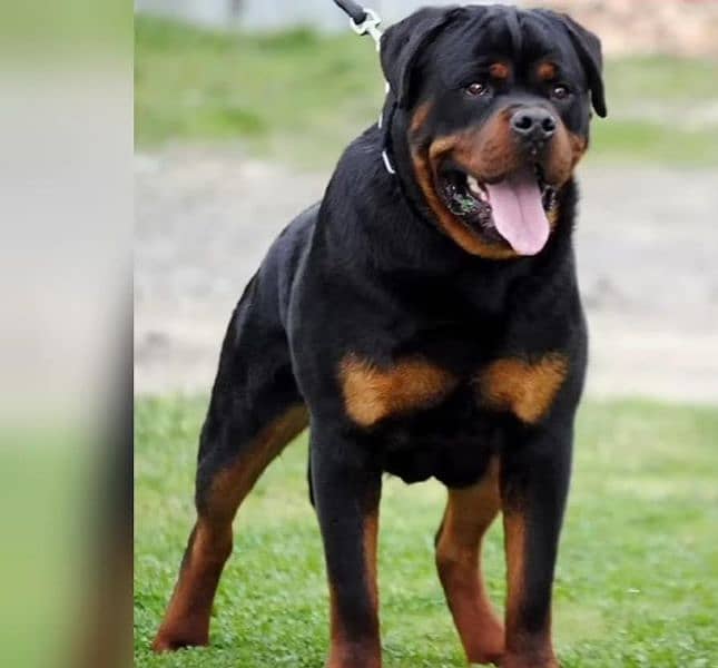 rottweiler male dog 2