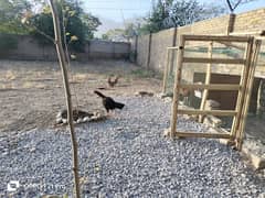 Desi 02 hens twins for sale. . . home brought up 0