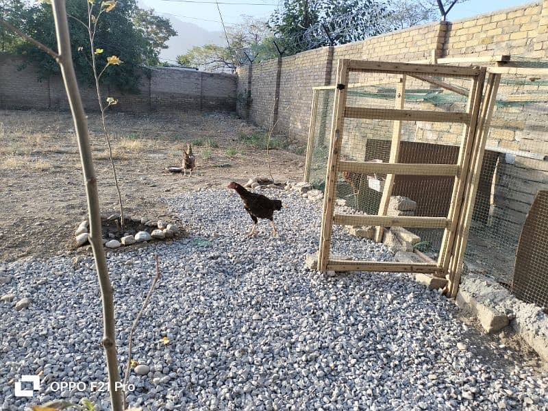 Desi 02 hens twins for sale. . . home brought up 1