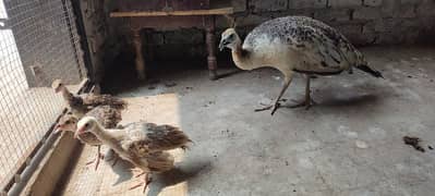 peacock (black shoulder peahen) breeder and hatcher