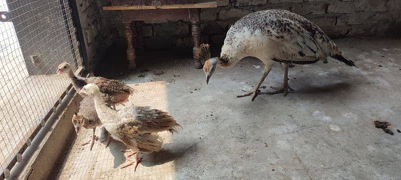 peacock (black shoulder peahen) breeder and hatcher 1