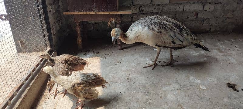 peacock (black shoulder peahen) breeder and hatcher 2