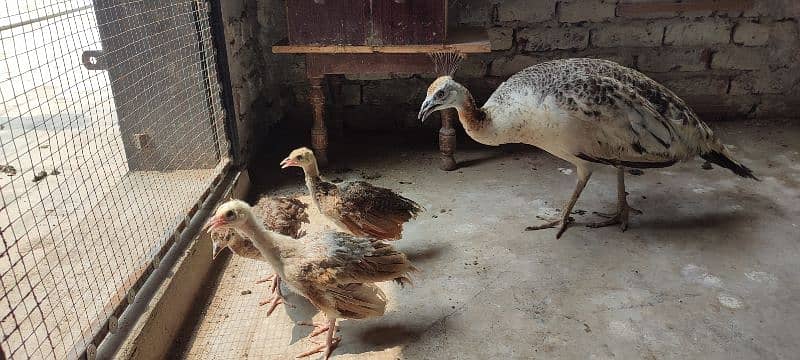 peacock (black shoulder peahen) breeder and hatcher 3