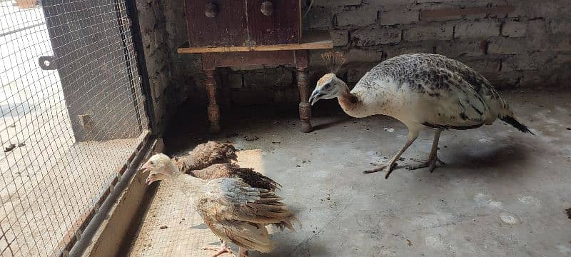 peacock (black shoulder peahen) breeder and hatcher 4