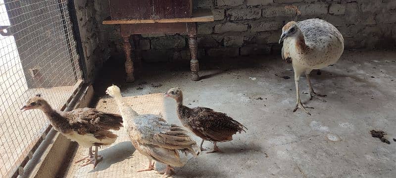 peacock (black shoulder peahen) breeder and hatcher 5