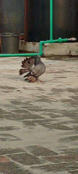 Fantail for sale home breed Health and active pigeons 0