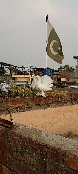 Fantail for sale home breed Health and active pigeons 6