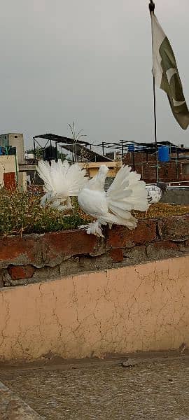 Fantail for sale home breed Health and active pigeons 7