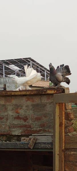 Fantail for sale home breed Health and active pigeons 9