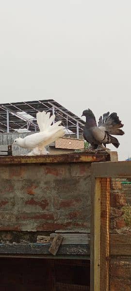 Fantail for sale home breed Health and active pigeons 11