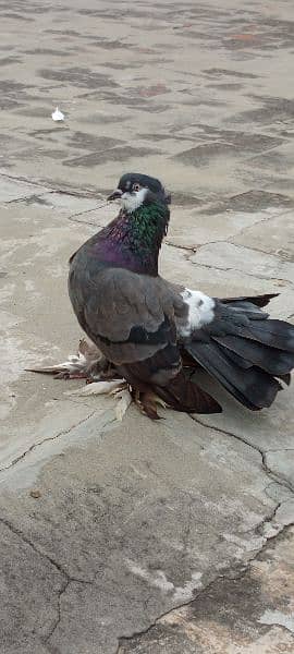 Fantail for sale home breed Health and active pigeons 12