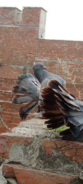 Fantail for sale home breed Health and active pigeons 13