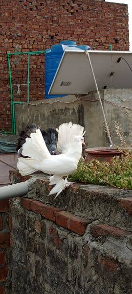 Fantail for sale home breed Health and active pigeons 16