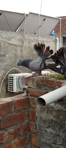 Fantail for sale home breed Health and active pigeons 17